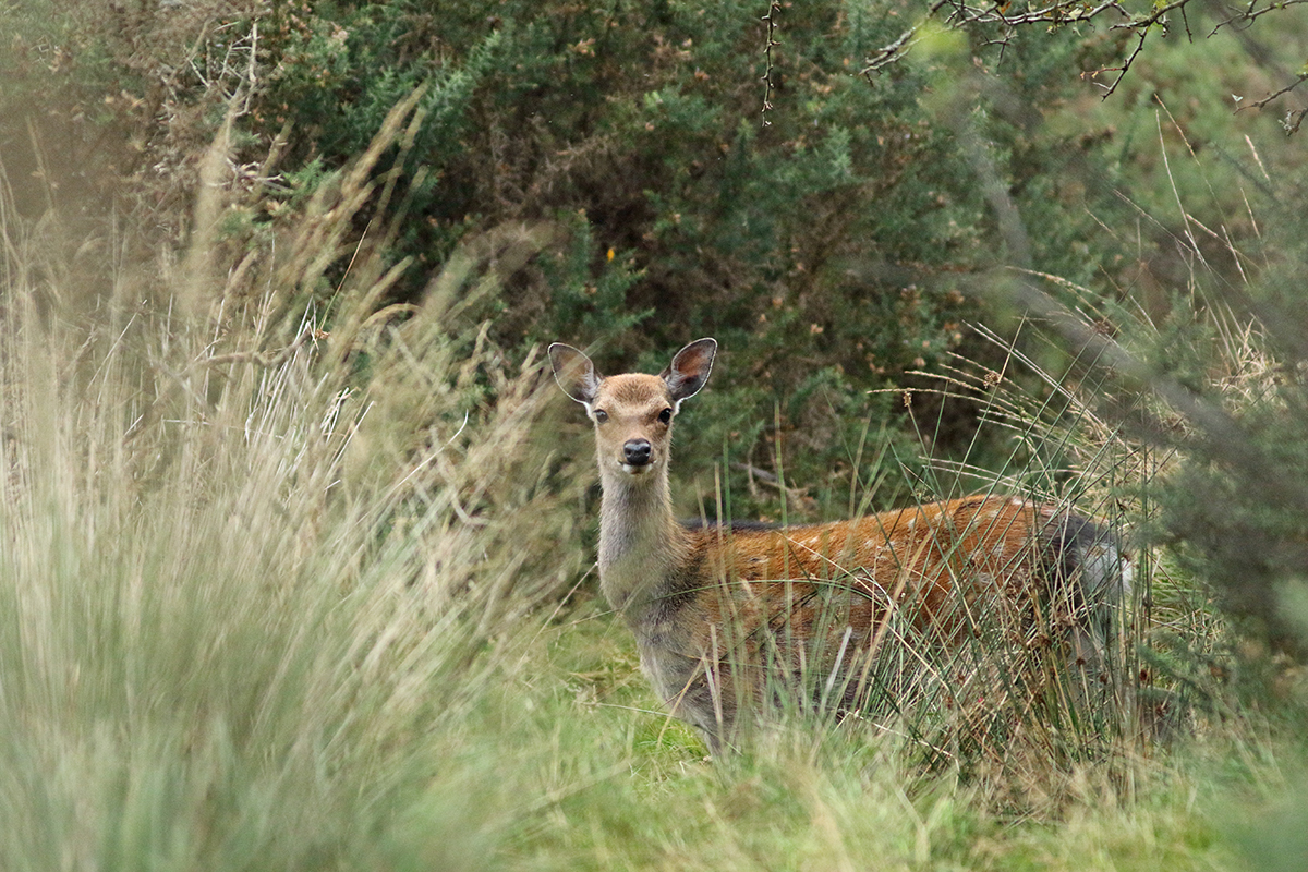 cerfs sika irlande killarney