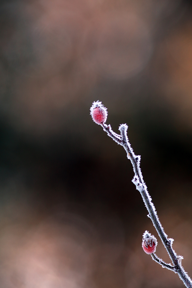 givre végétation jura