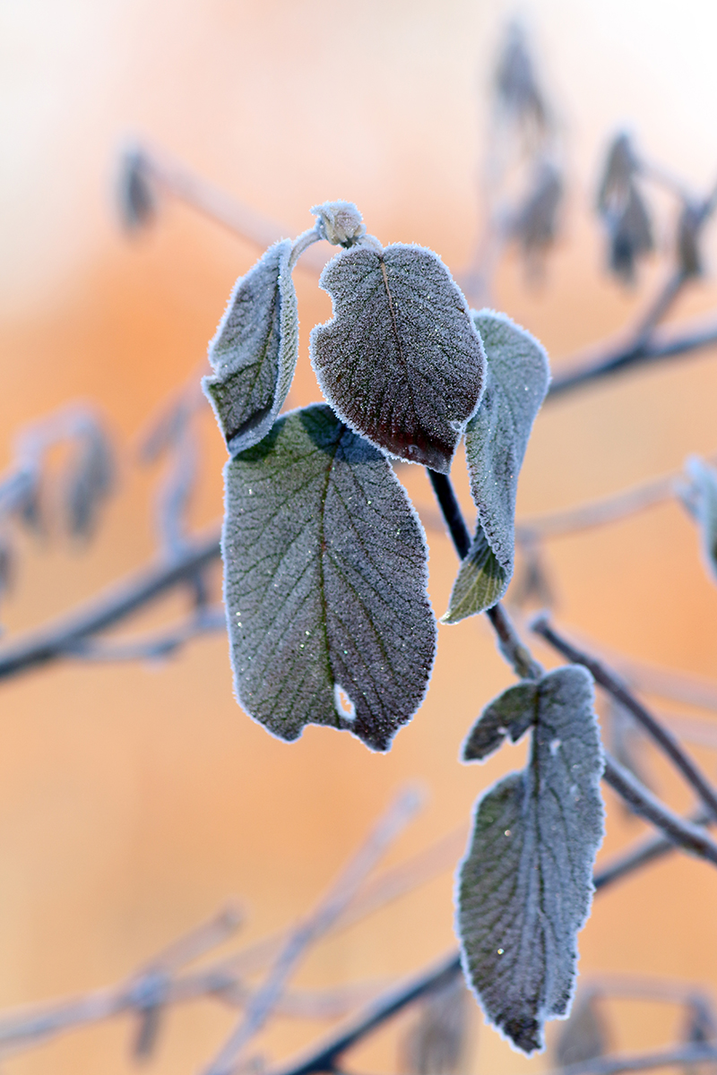 givre végétation jura