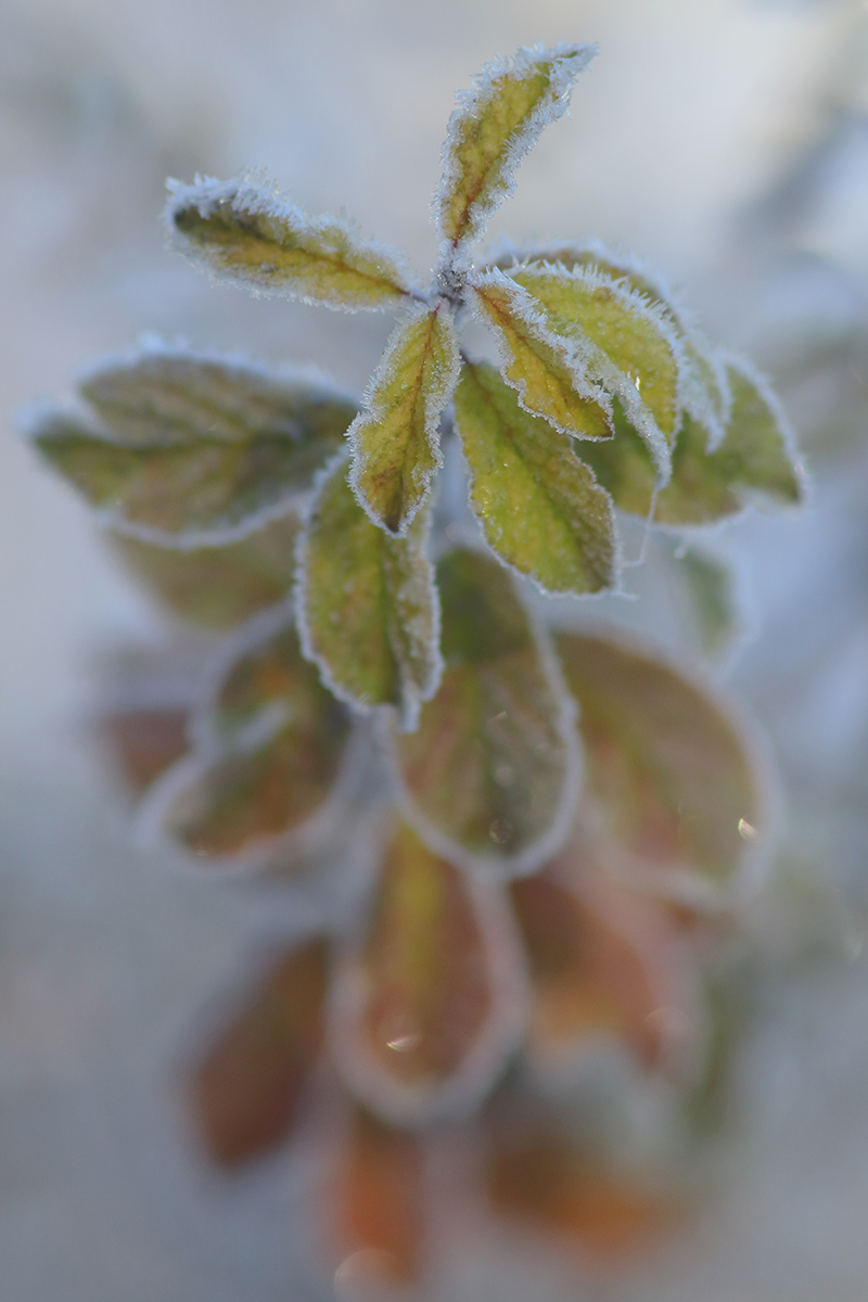 givre végétation jura