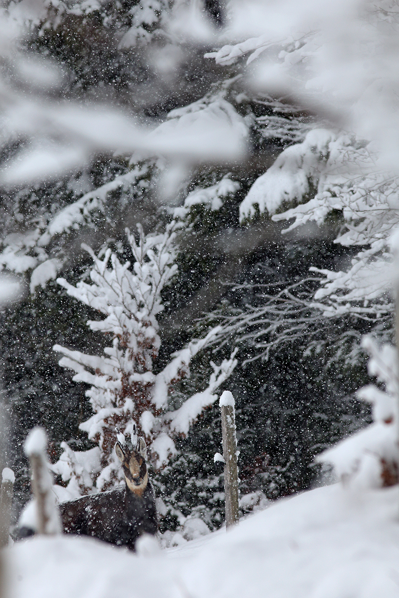 chamois neige jura