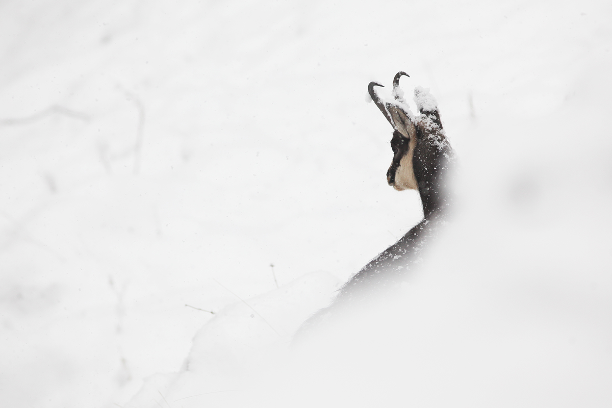 chamois neige