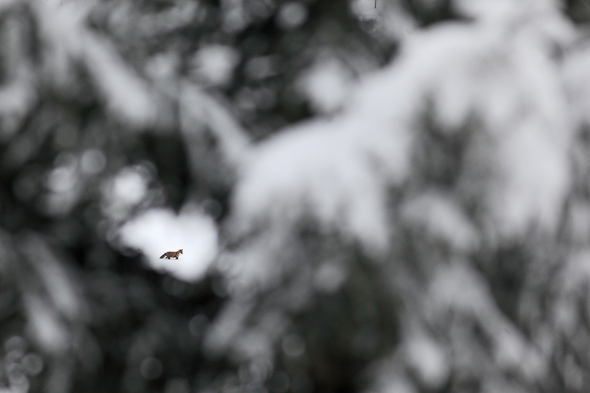 renard jura hiver neige