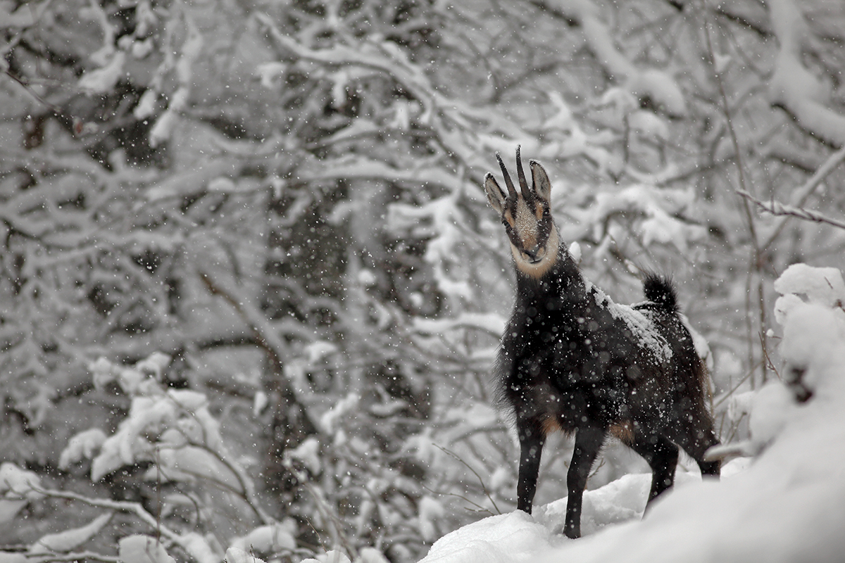 chamois neige jura