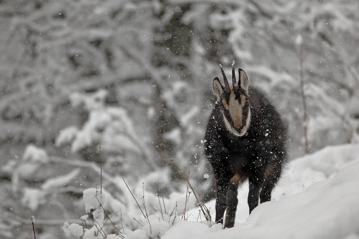 chamois neige jura