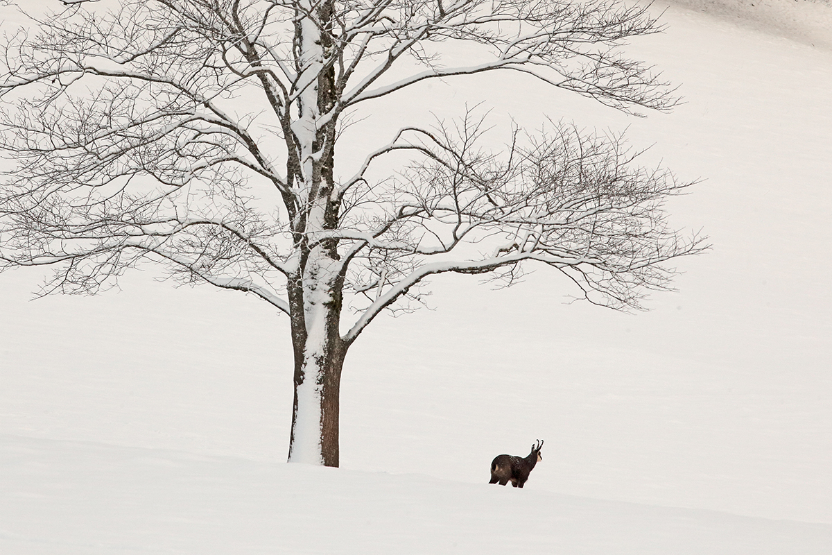 chamois neige