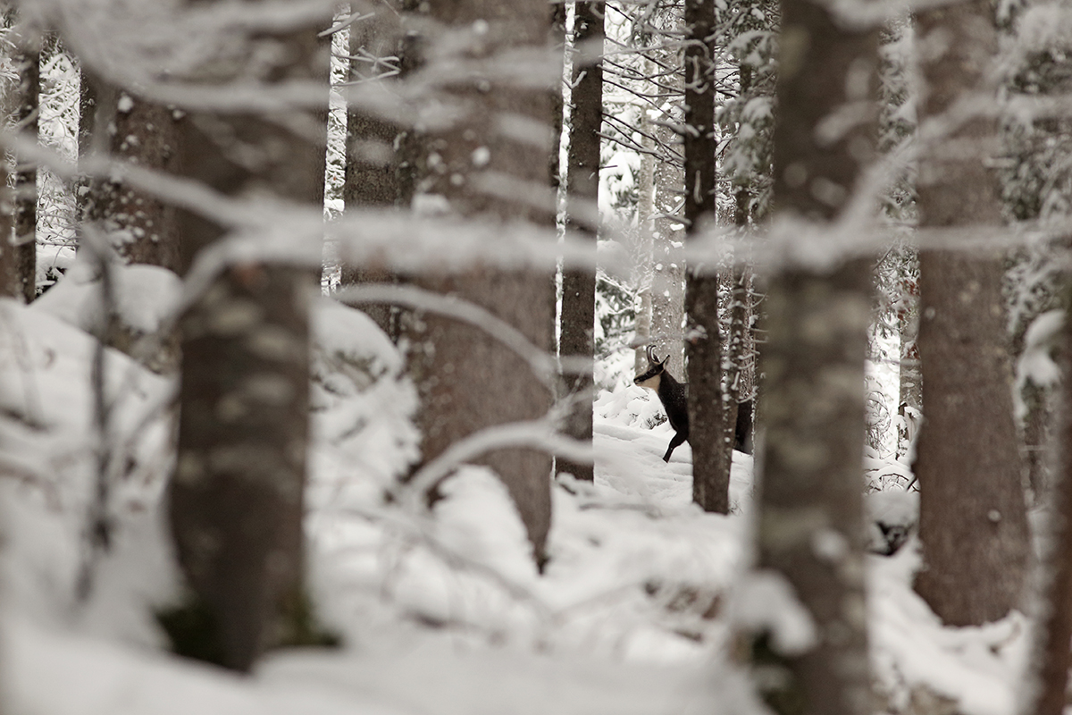 chamois rut jura