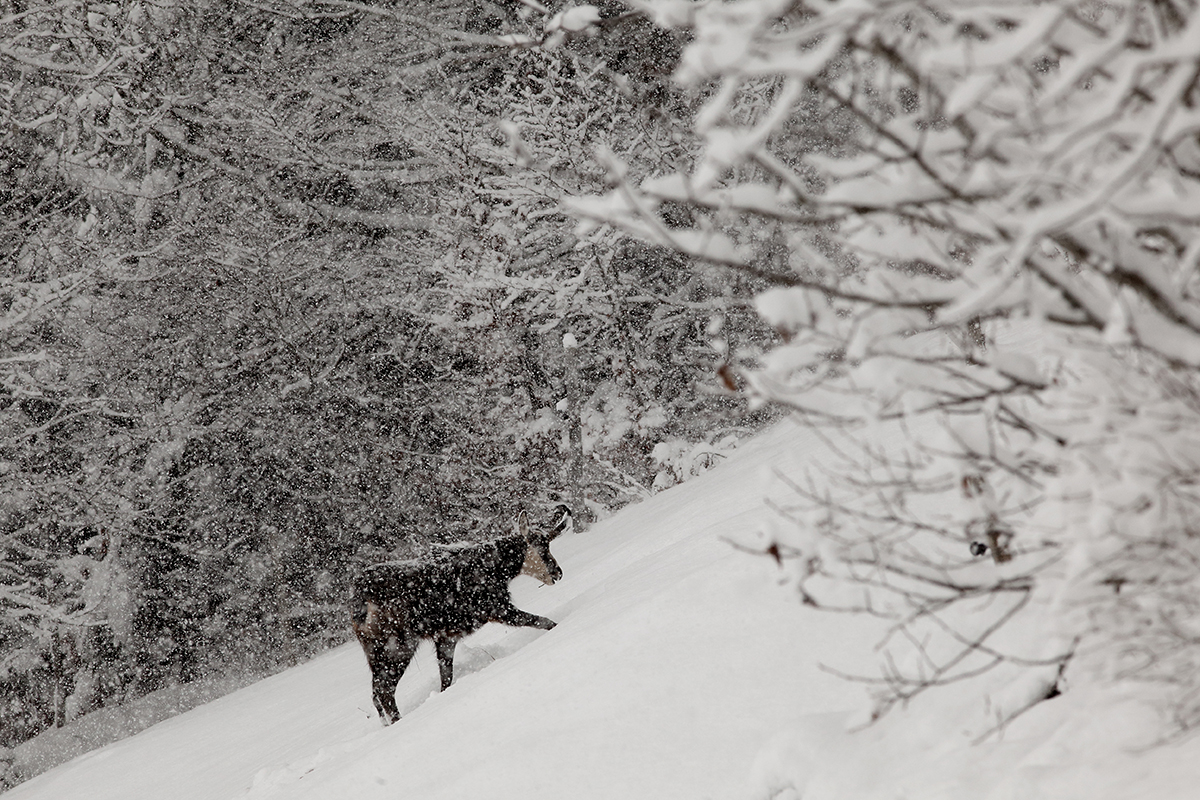 chamois neige jura