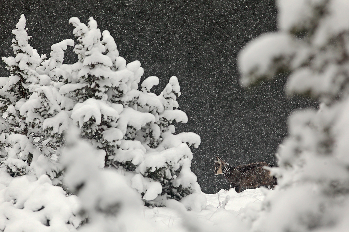 chamois neige jura