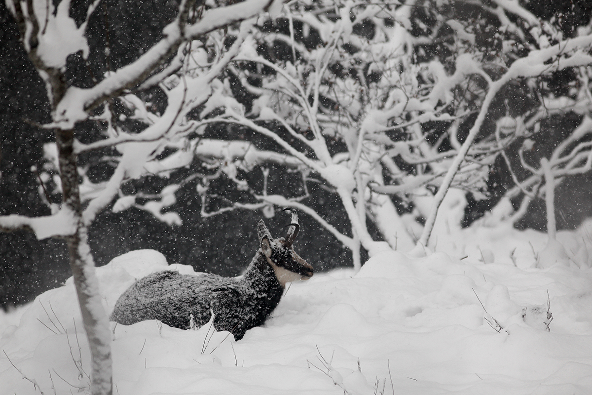 chamois neige jura