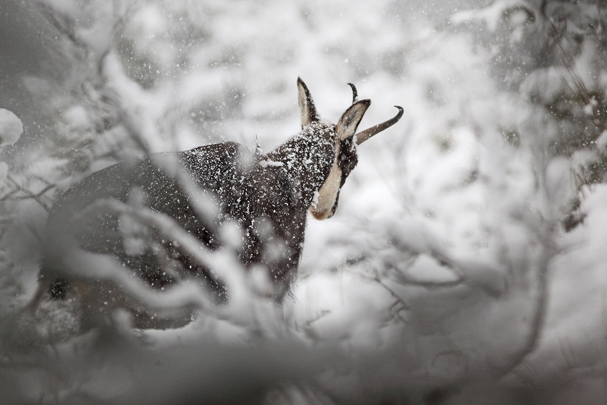 chamois neige jura