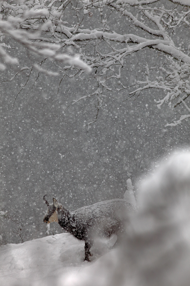 chamois neige jura