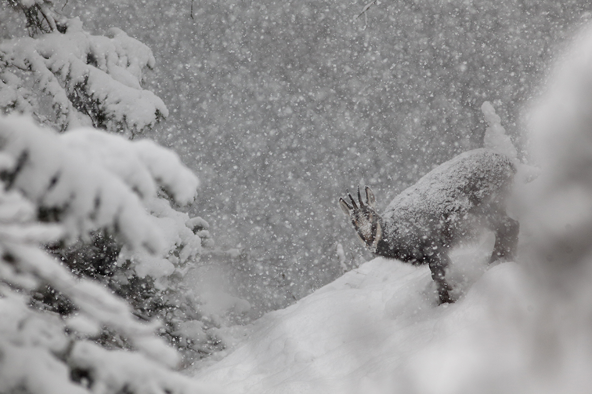 chamois neige jura