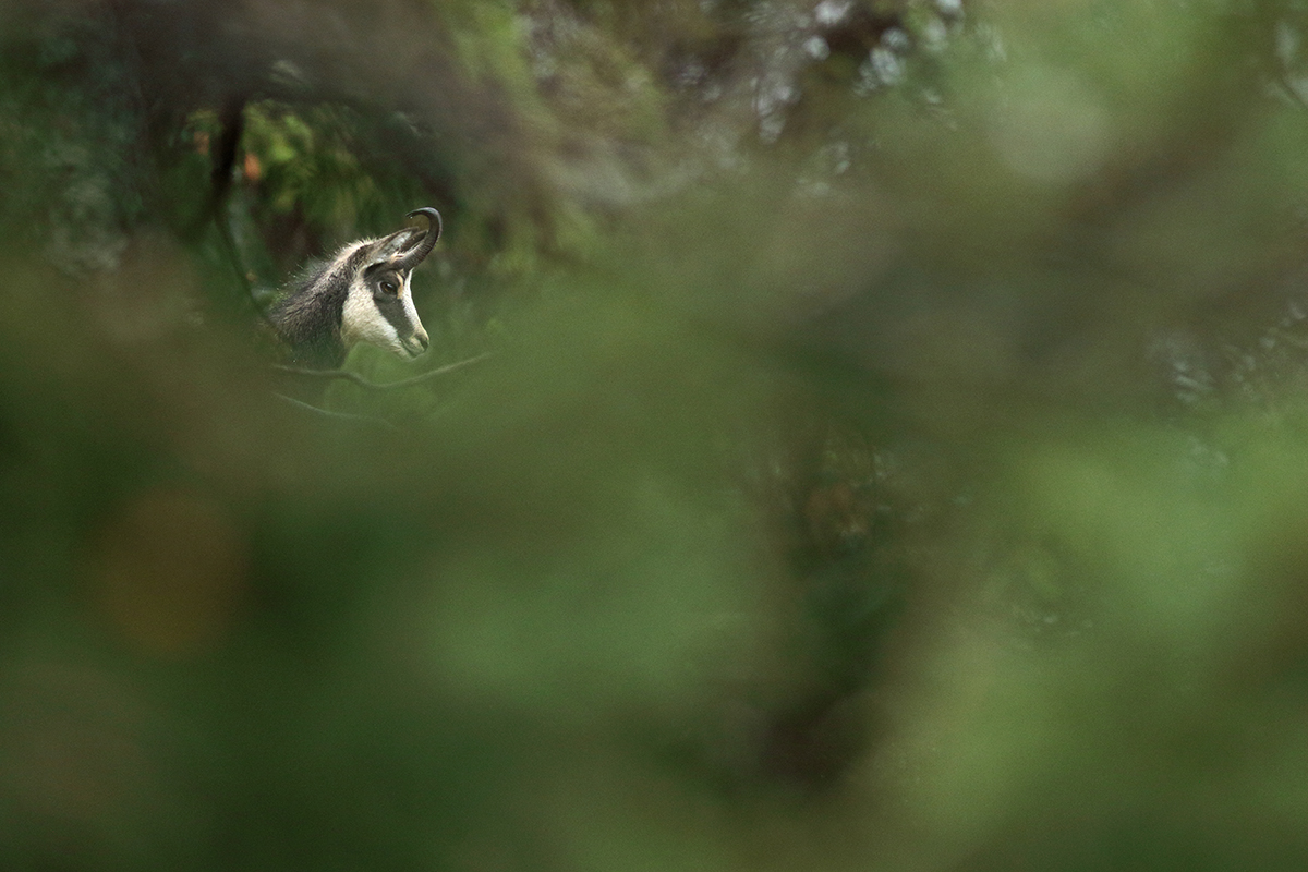 chamois rut jura