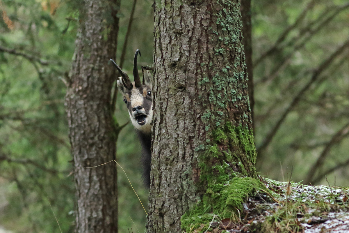 chamois rut jura