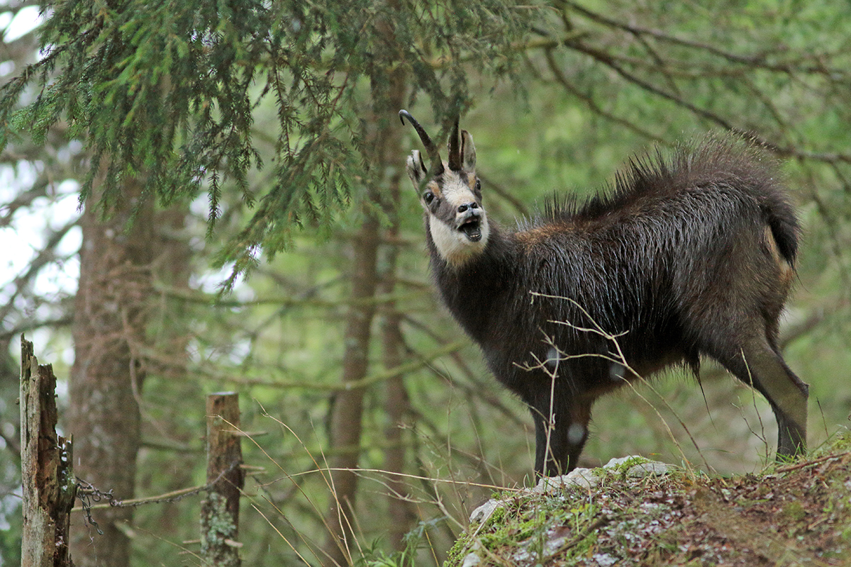 chamois rut jura