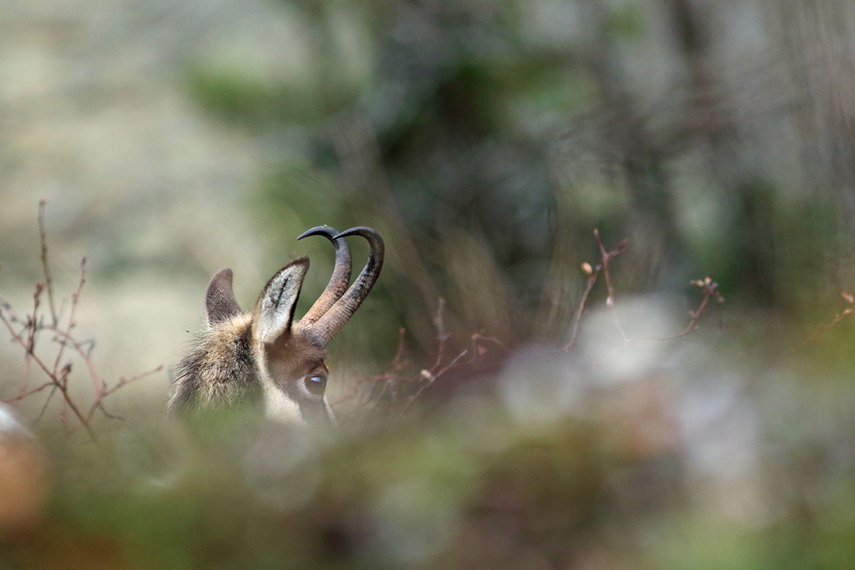 chamois rut jura