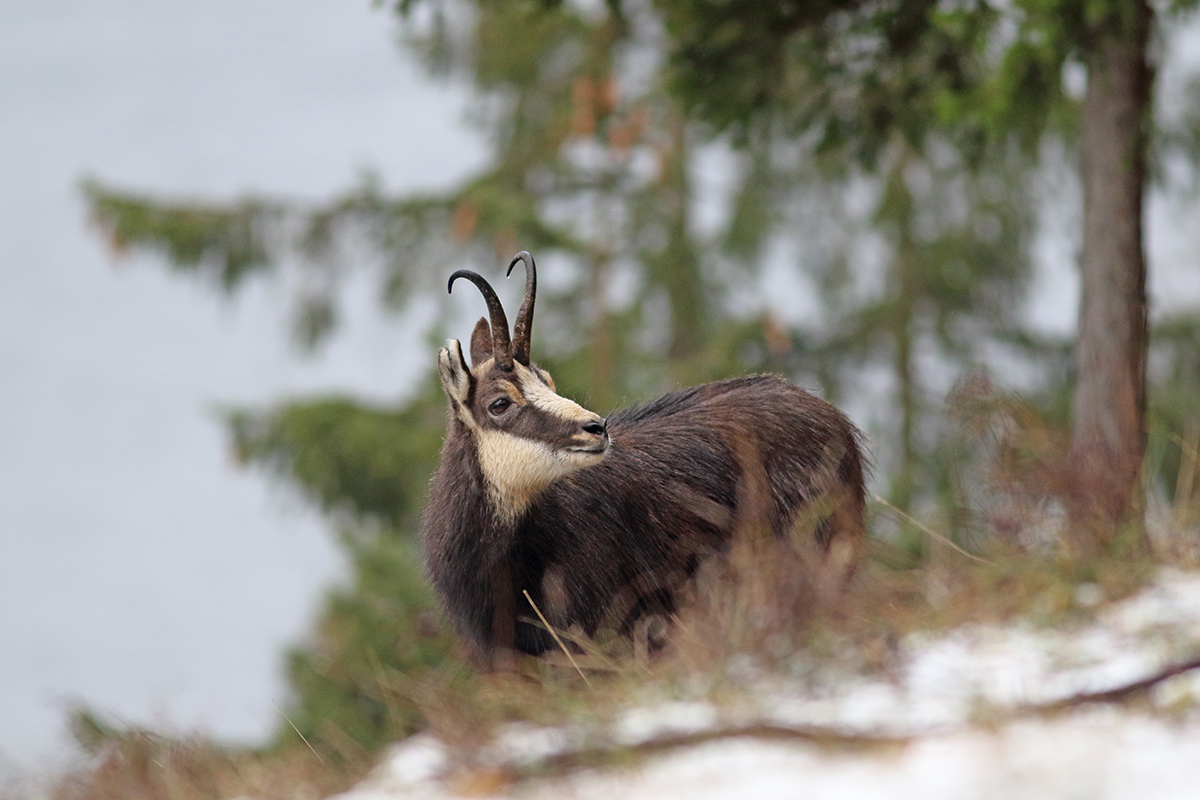 chamois rut jura