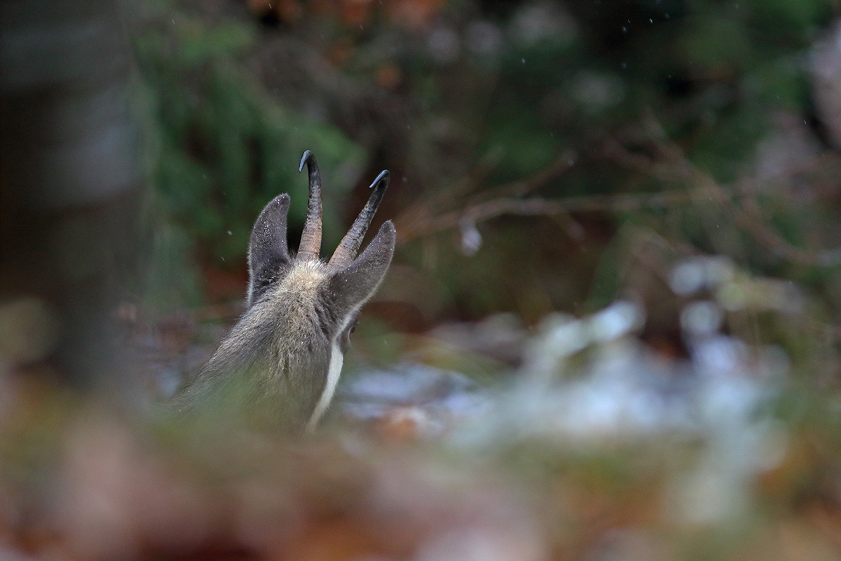 chamois rut jura