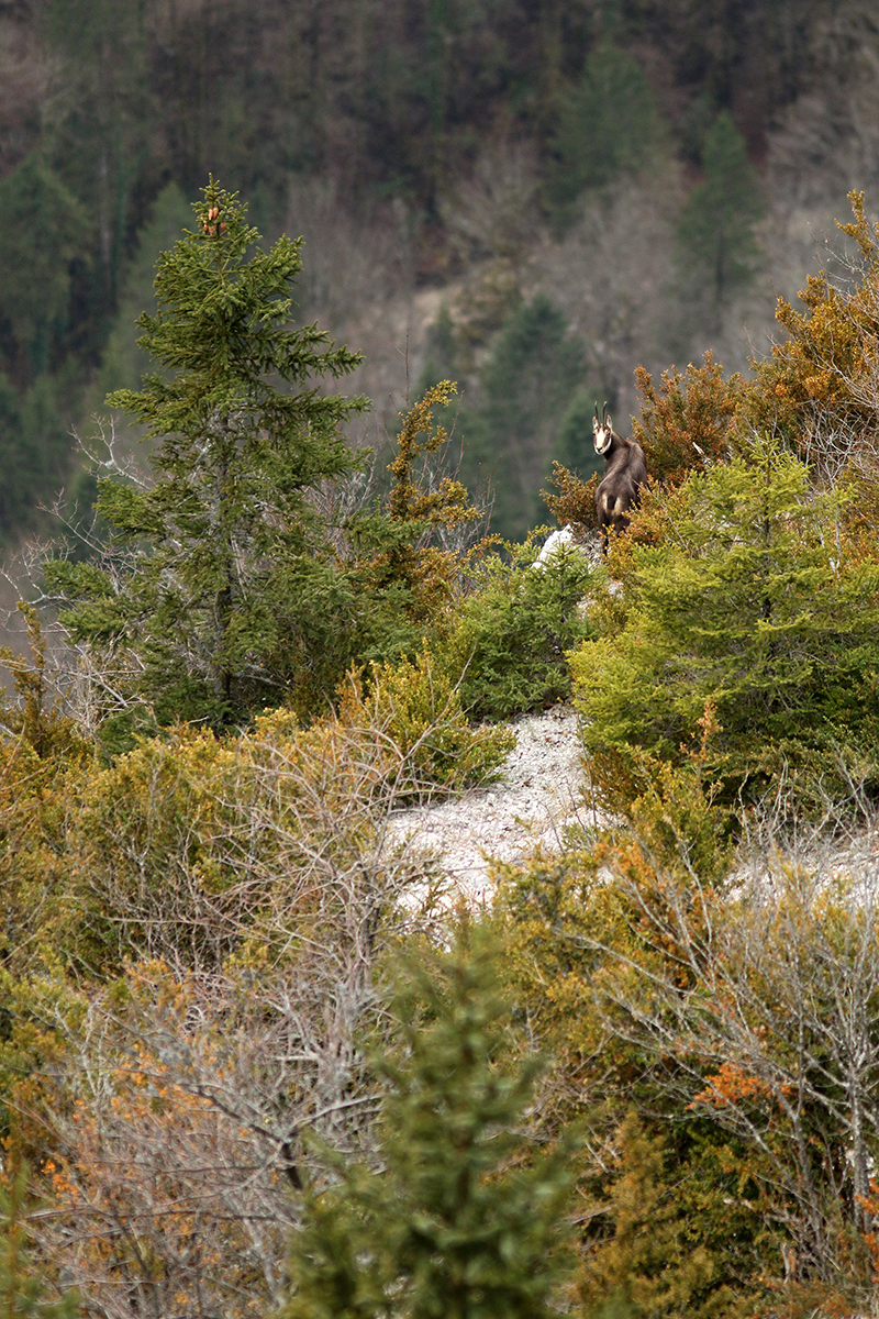 chamois jura arbez julien