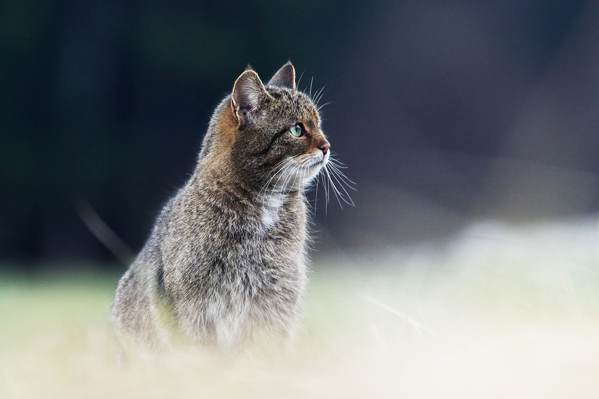 chat forestier chat sauvage jura