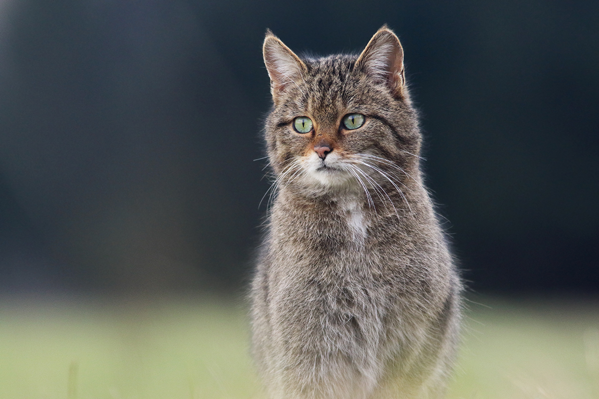 chat forestier chat sauvage jura