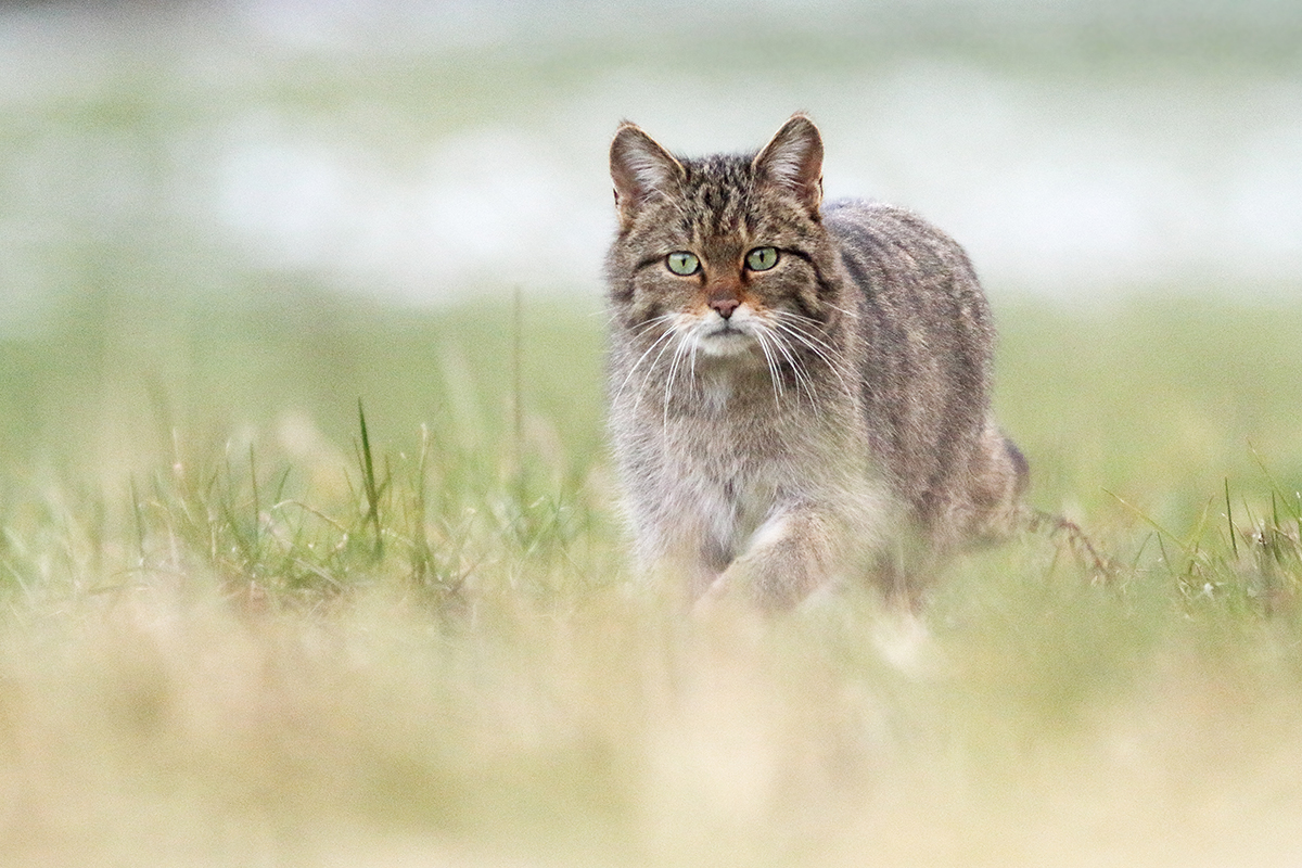 chat forestier chat sauvage jura