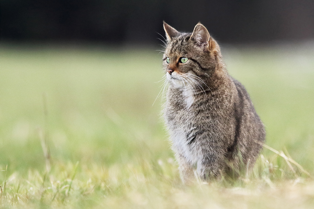 chat forestier chat sauvage jura