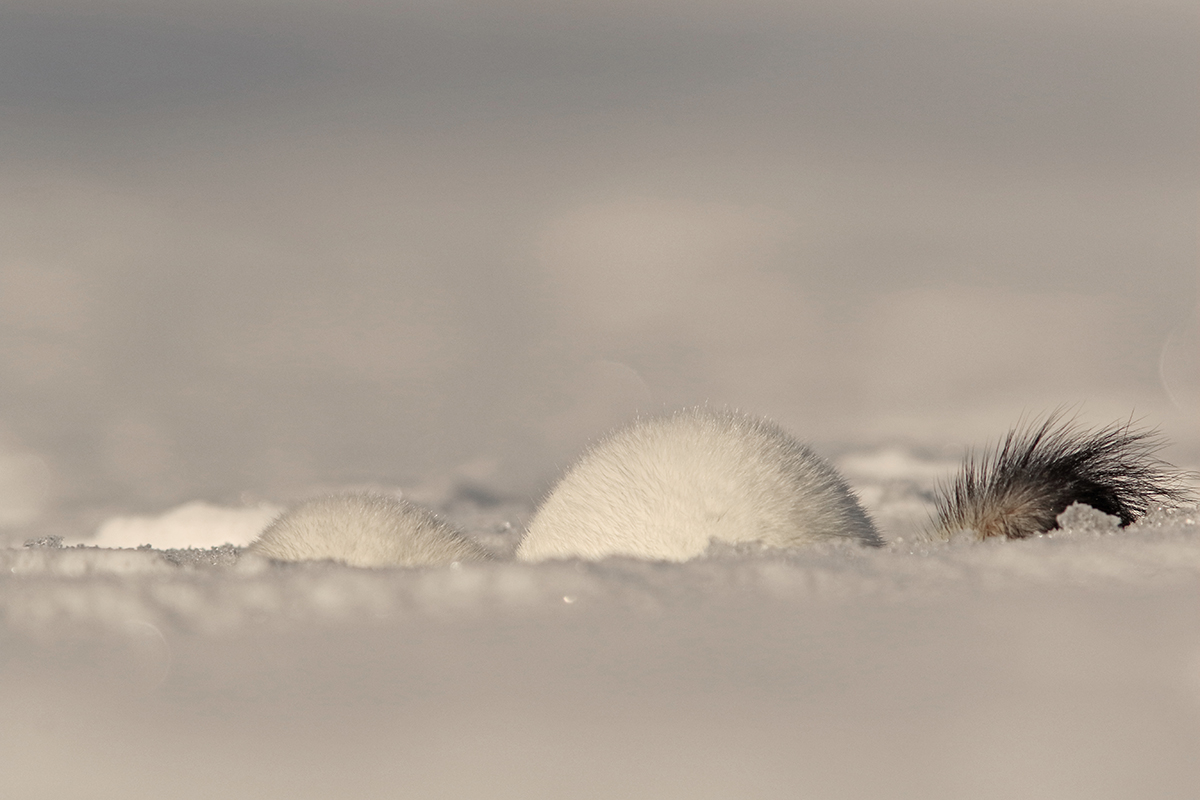 hermine blanche hiver jura