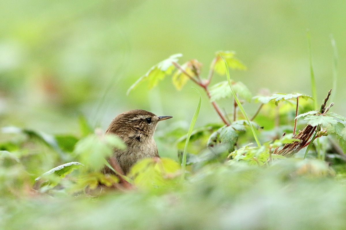 troglodyte mignon