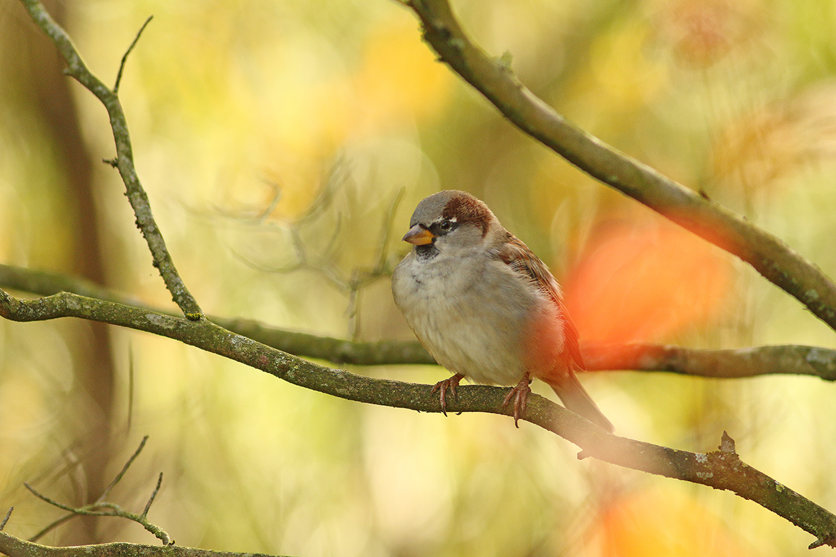 moineau automne