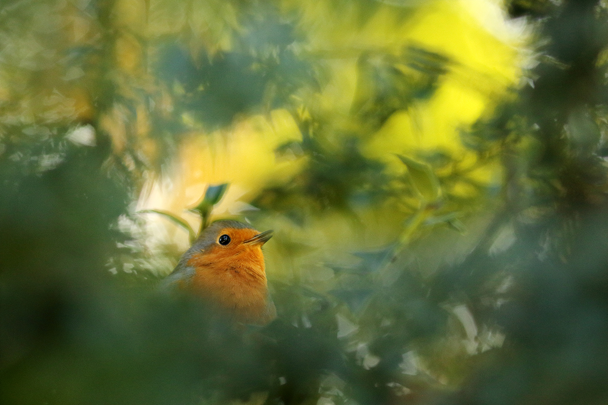 rouge-gorge automne