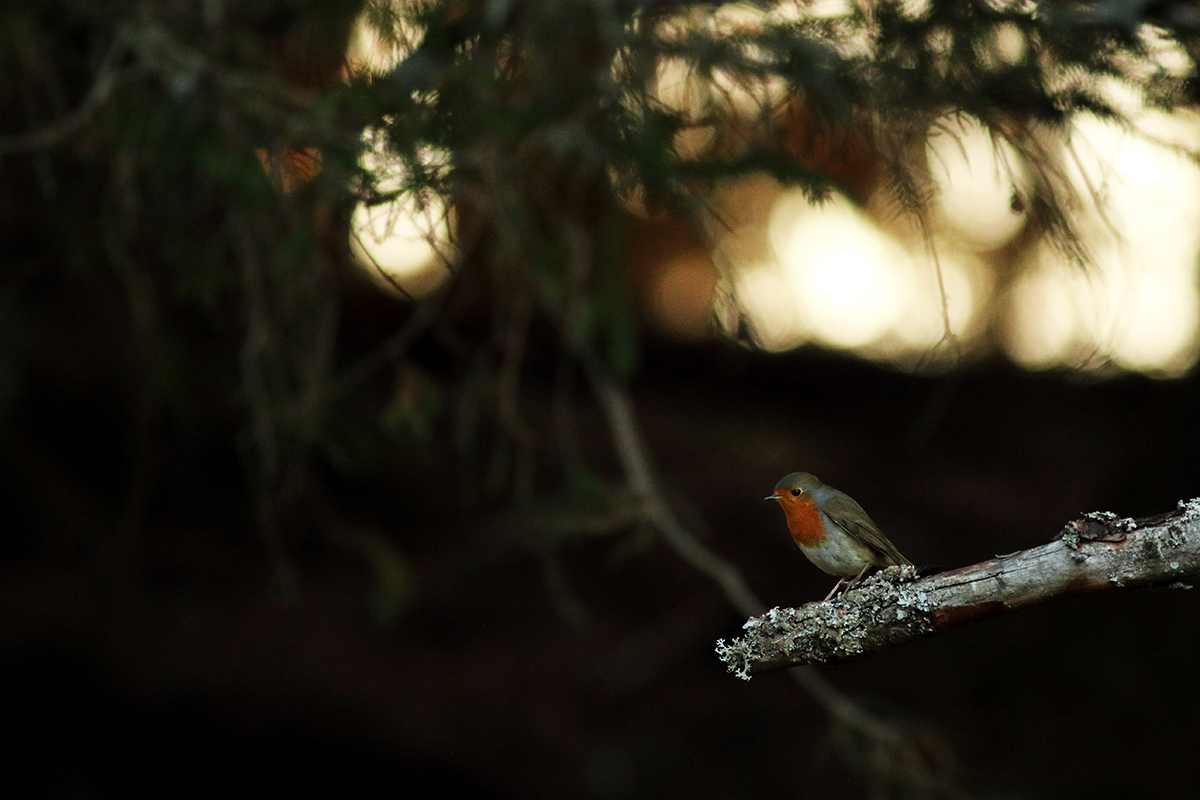 rouge-gorge automne