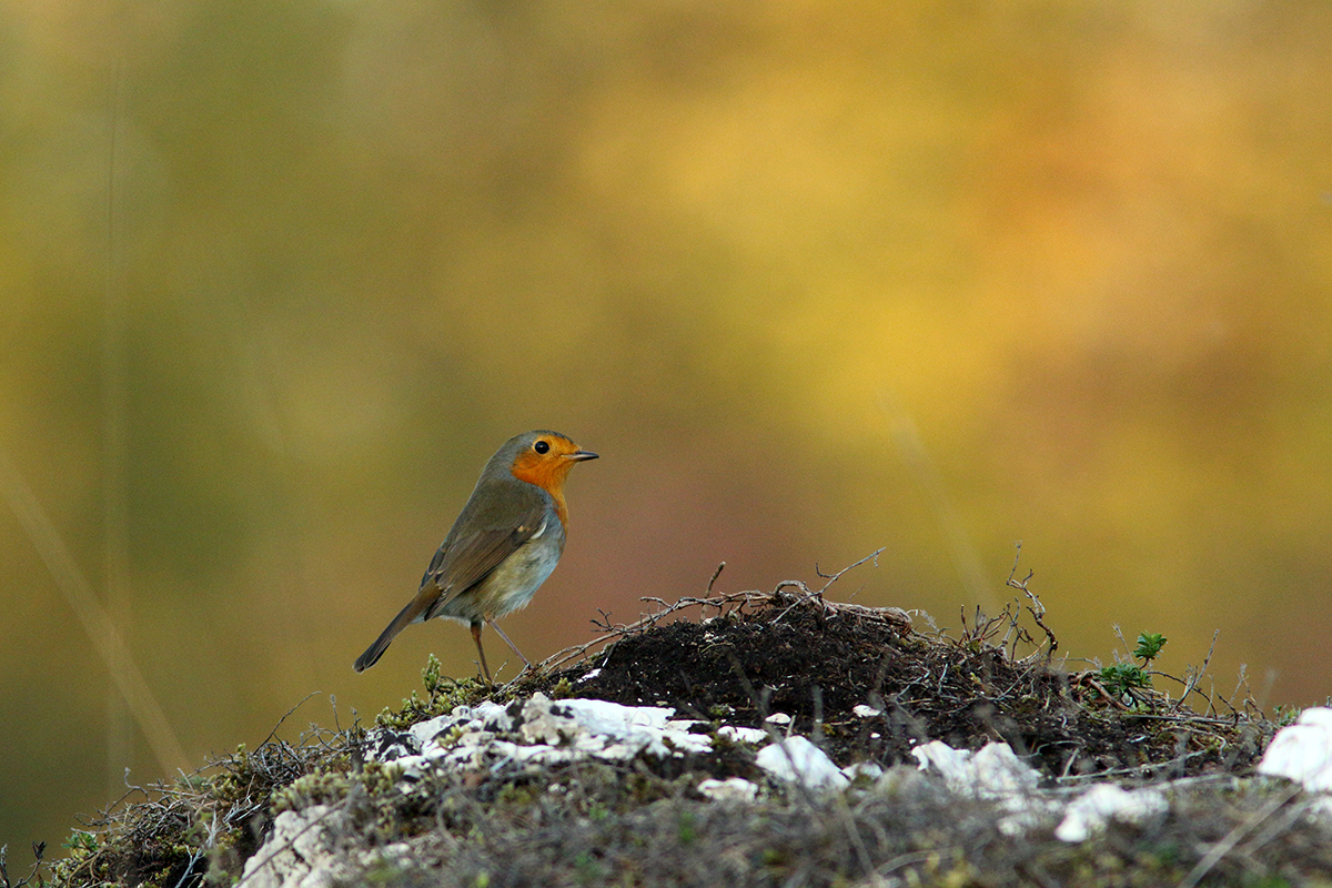 rouge gorge