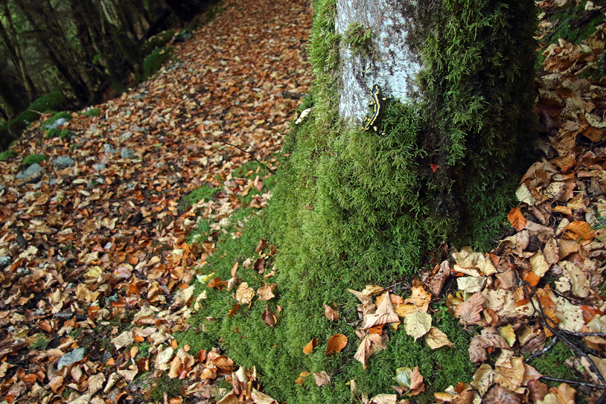 salamandre tachetée jura