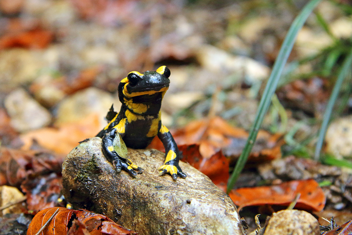 salamandre tachetée jura