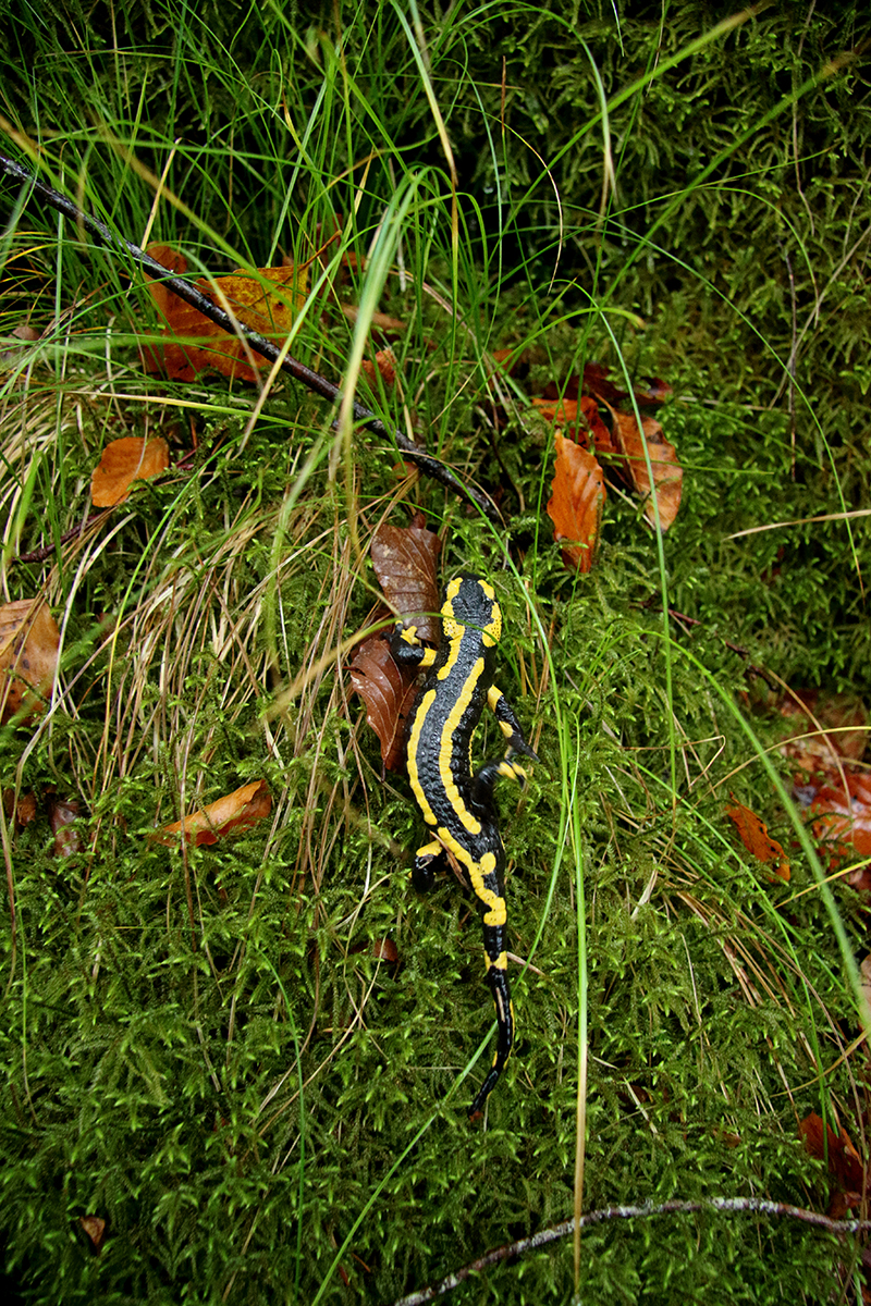 salamandre tachetée jura