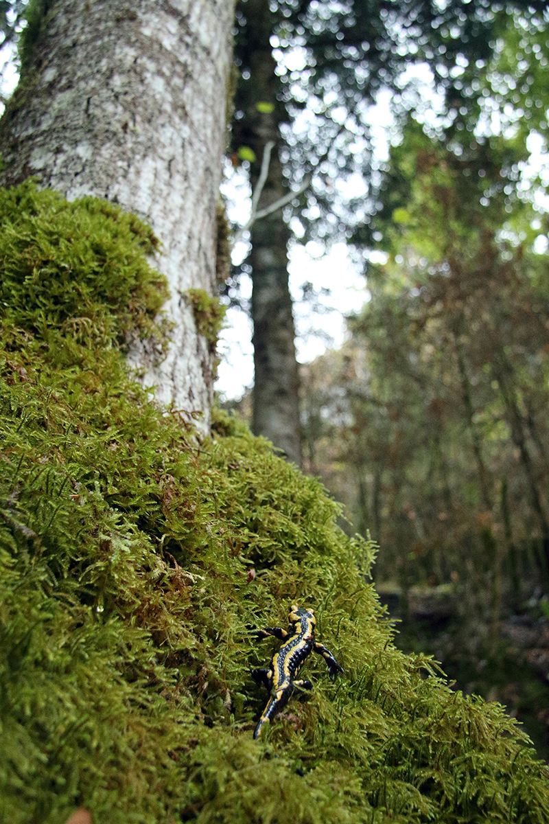 salamandre tachetée jura