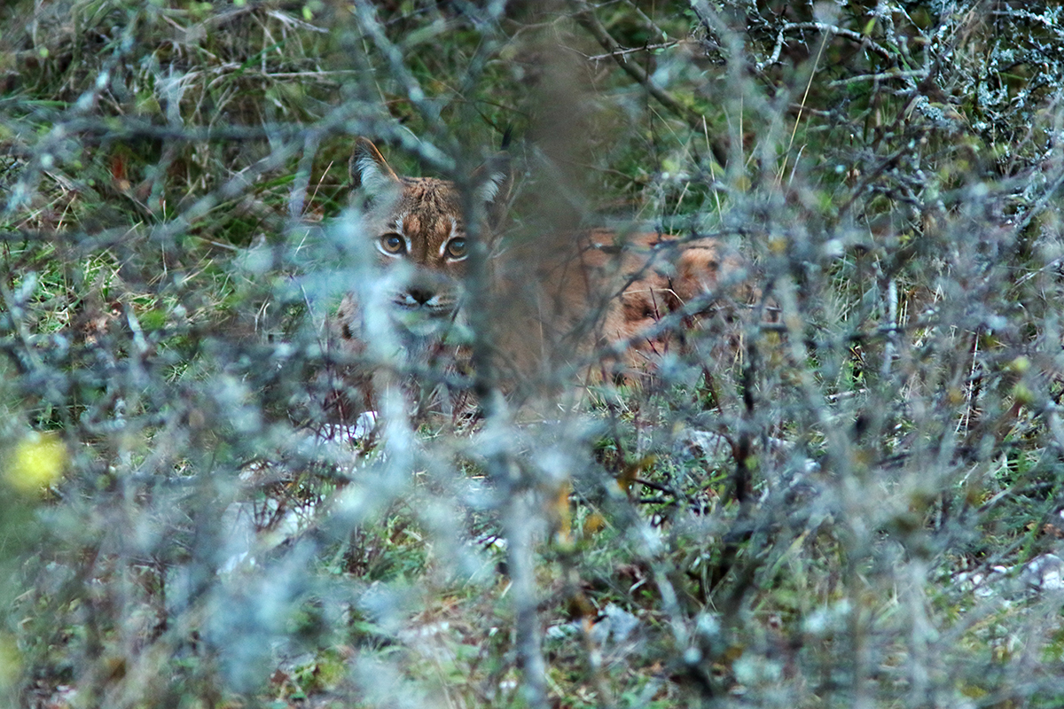 lynx jura