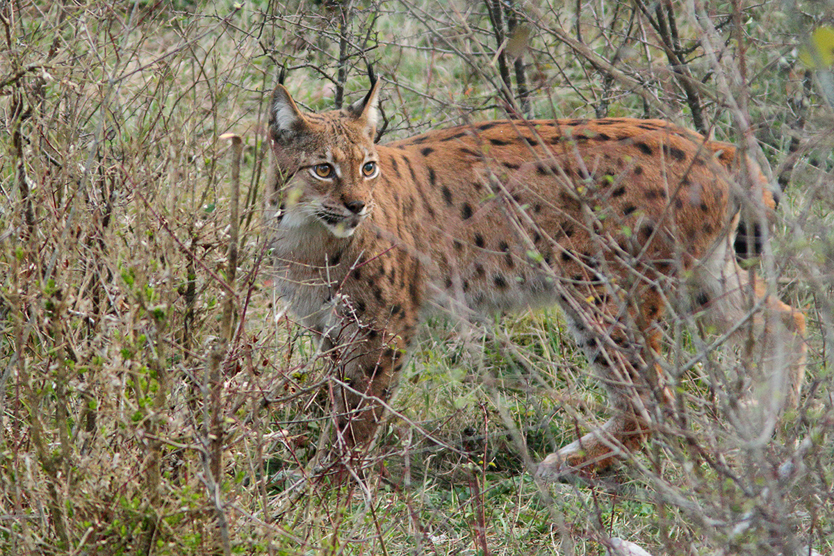 lynx jura