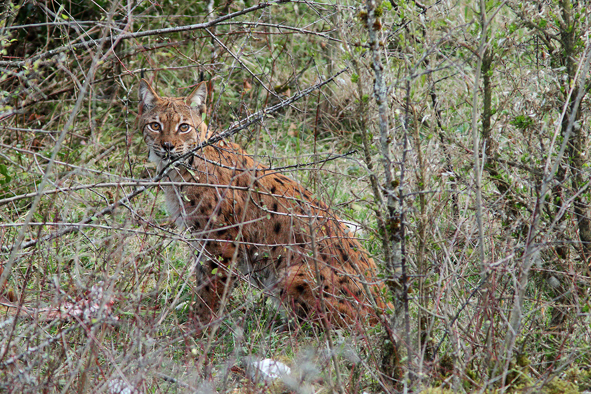 lynx jura