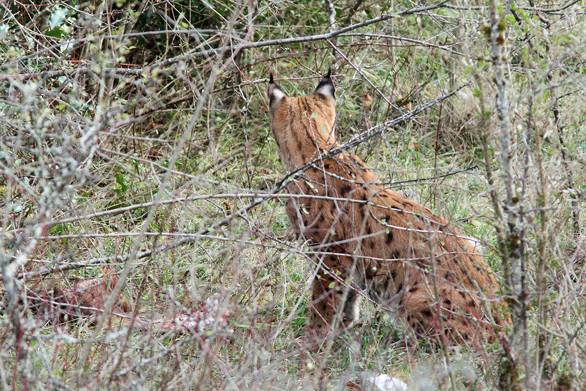 lynx jura