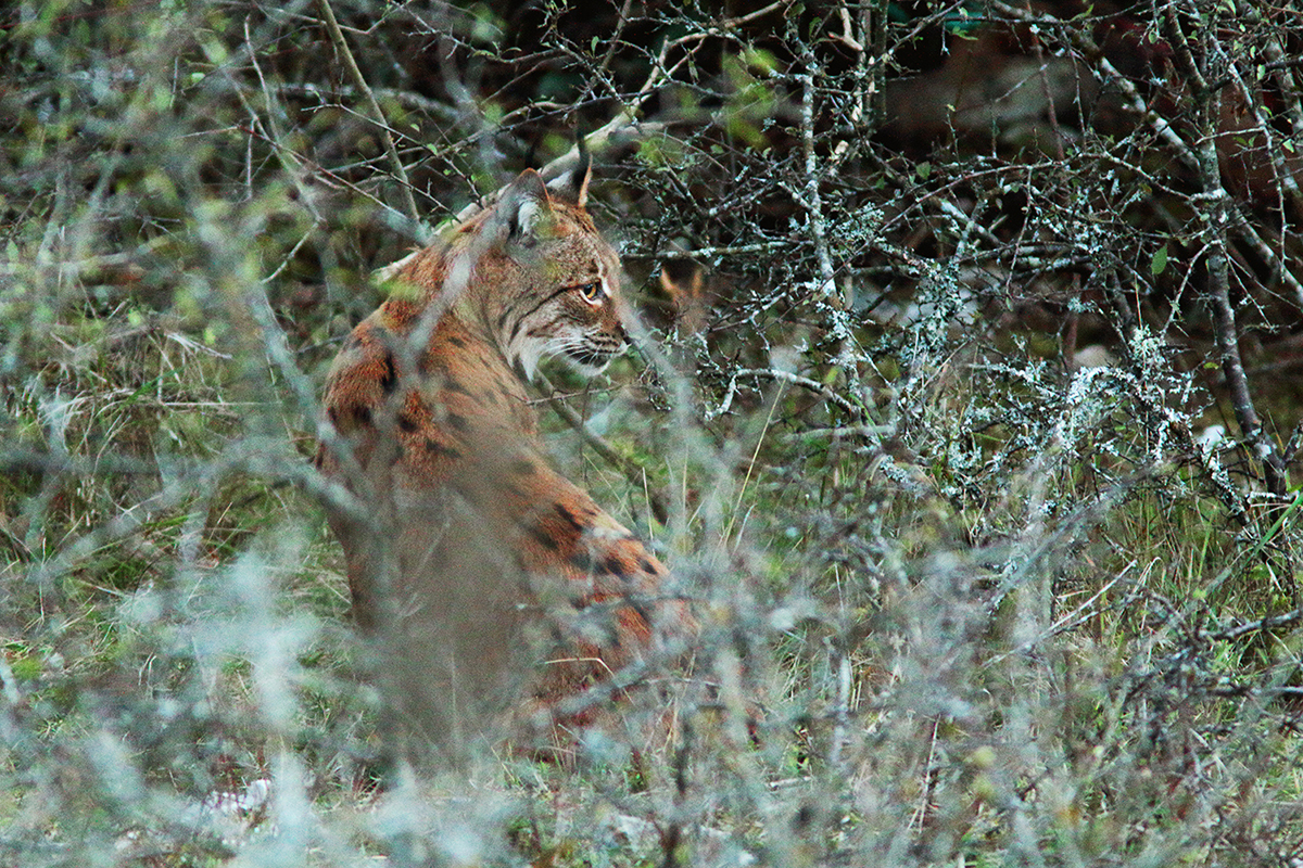 lynx jura