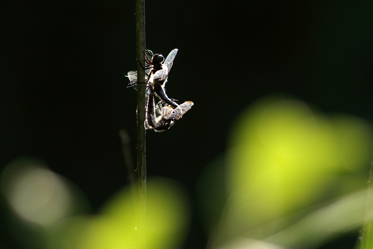 reproduction libellule déprimée