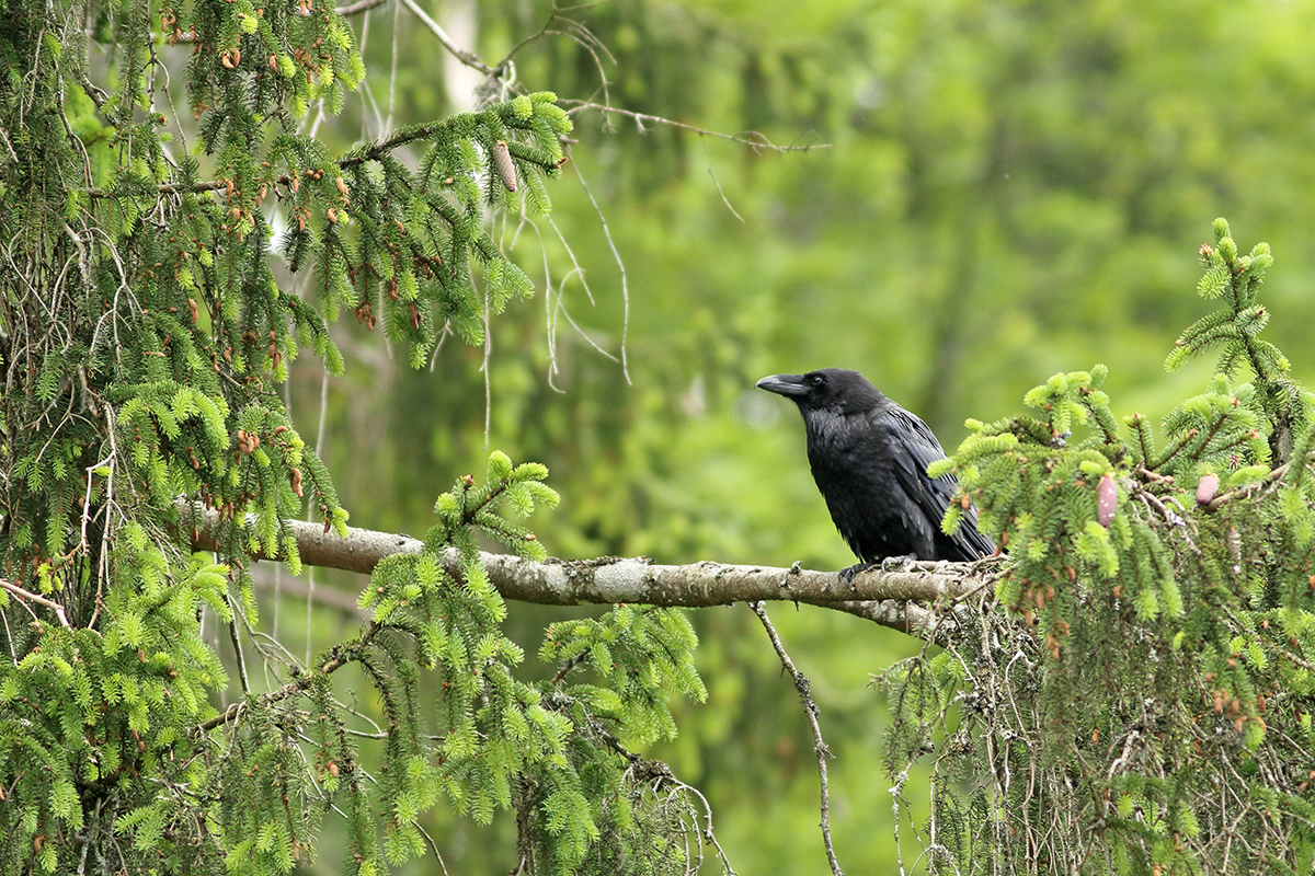 grand corbeau branché