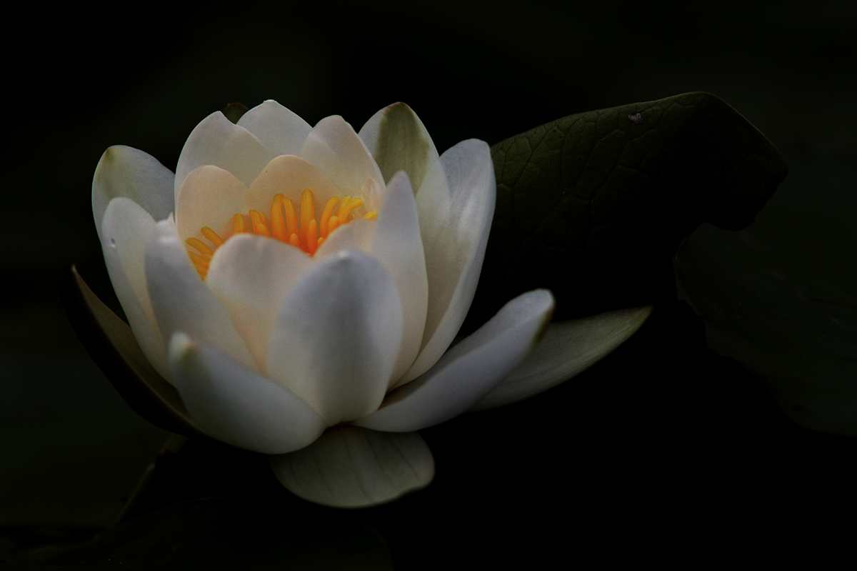 nymphéa blanc etang jura