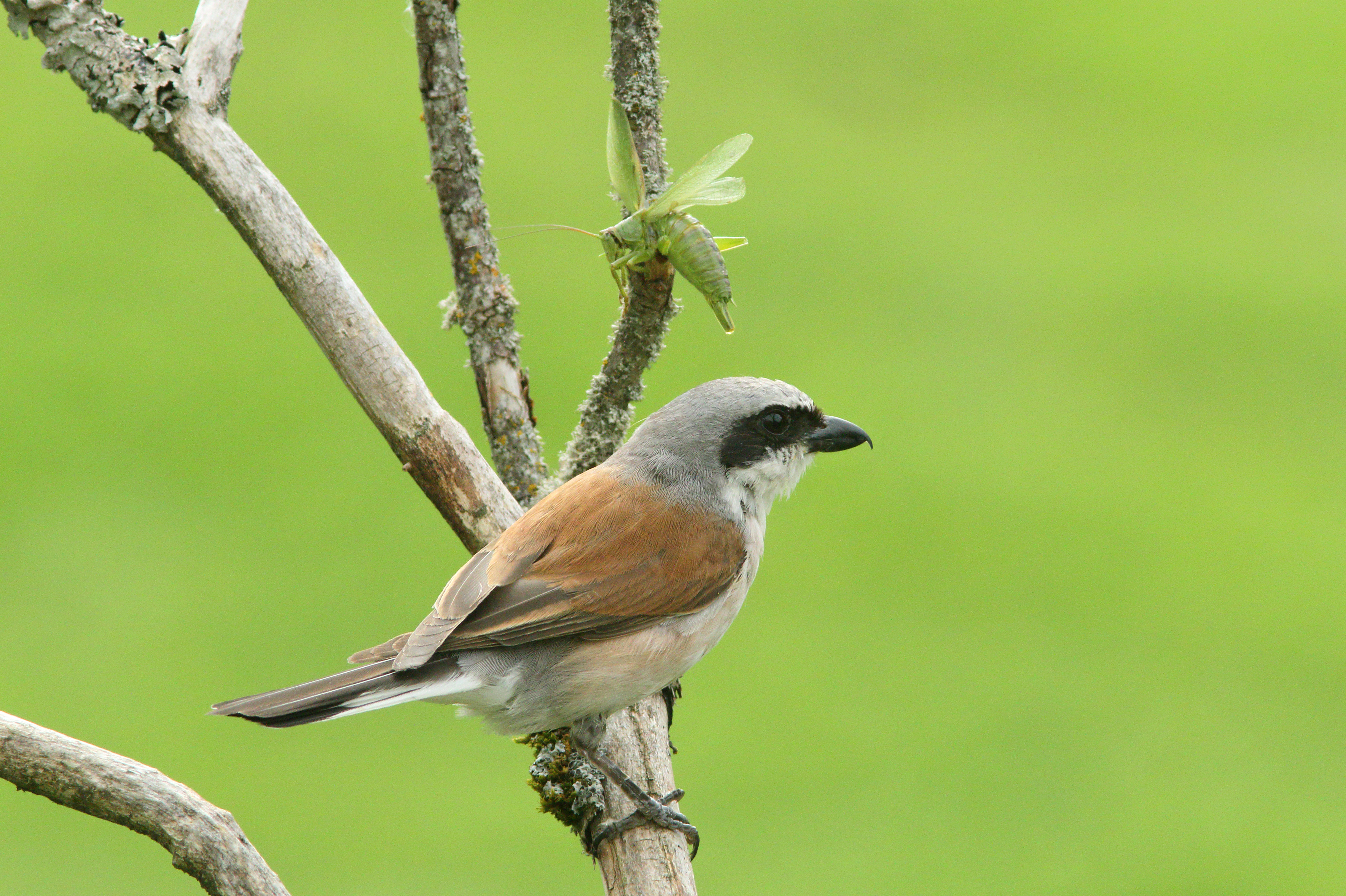 pie-grièeche écorcheur jura