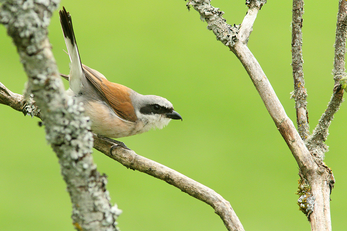 pie-grièeche écorcheur jura