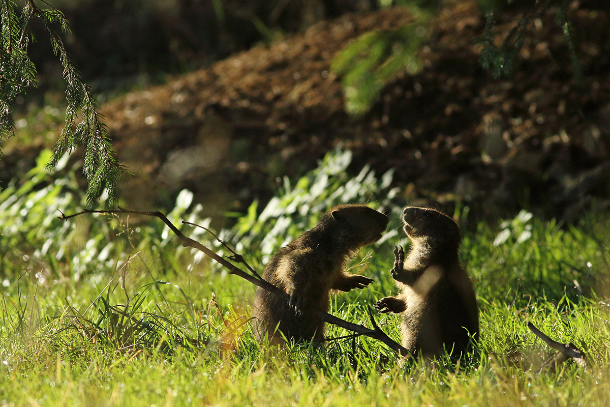 marmottes jura