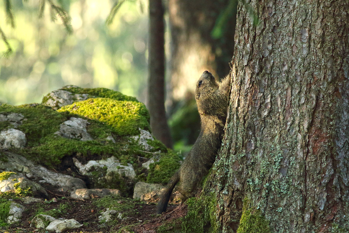 marmottes jura